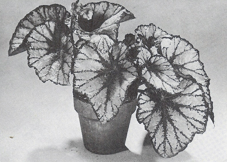 B. ‘David Blais’